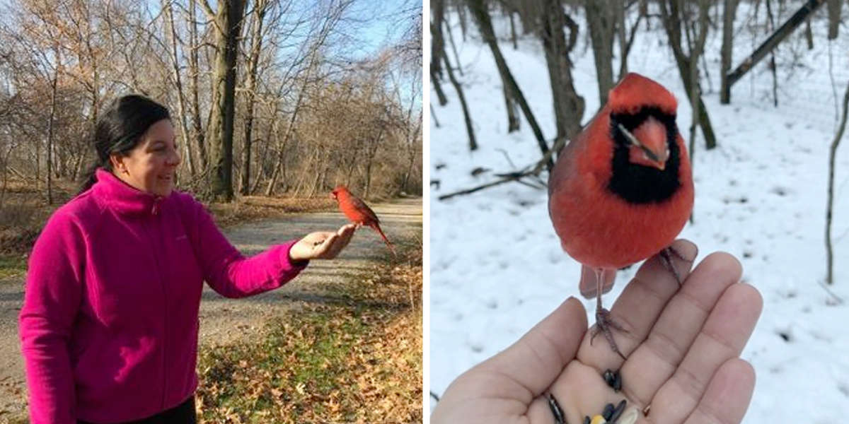 Wild Cardinal Visits Woman Mourning Her Grandpa's Death - The Dodo
