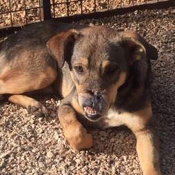 Dog with facial injury lying on gravel