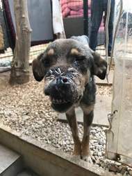 Injured dog with stitches in face