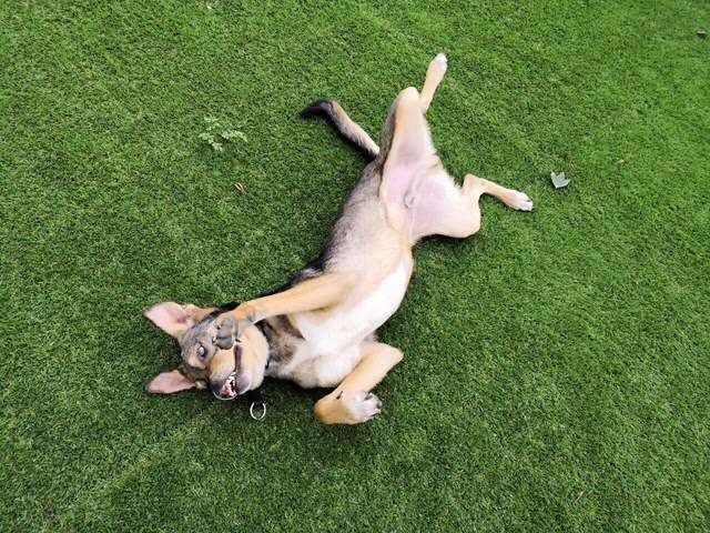 Special needs dog rolling around in the grass