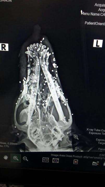 x-ray of dog shot in the face hundreds of times