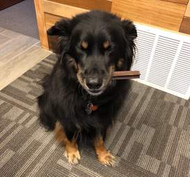 Sarge enjoys a bully stick