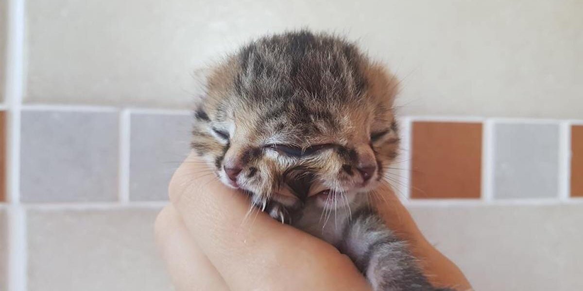 Meet Bettie Bee: A Two-Faced Kitten Showing The World Her Strength ...