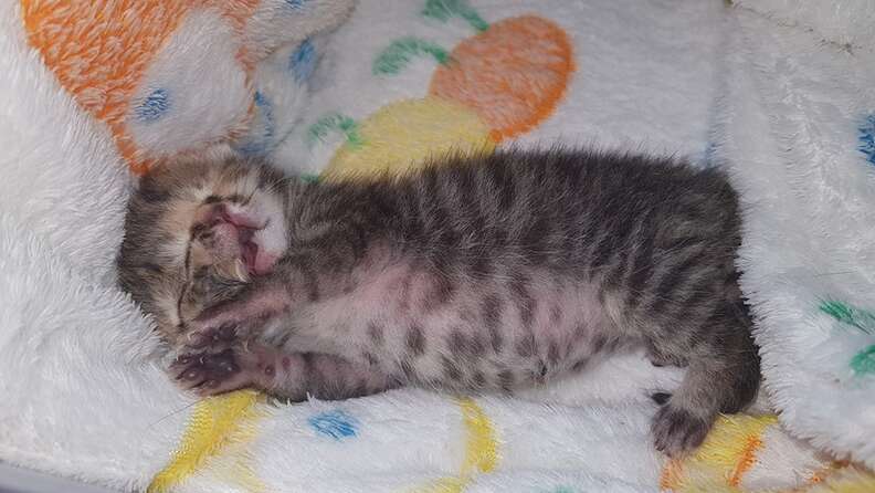 cat born with two faces south africa