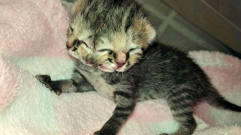 kitten with two faces born south africa