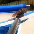 Guy Saves Wild Bunny From His Pool