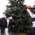 Dog Loves Christmas So Much She Helps Her Mom Decorate 