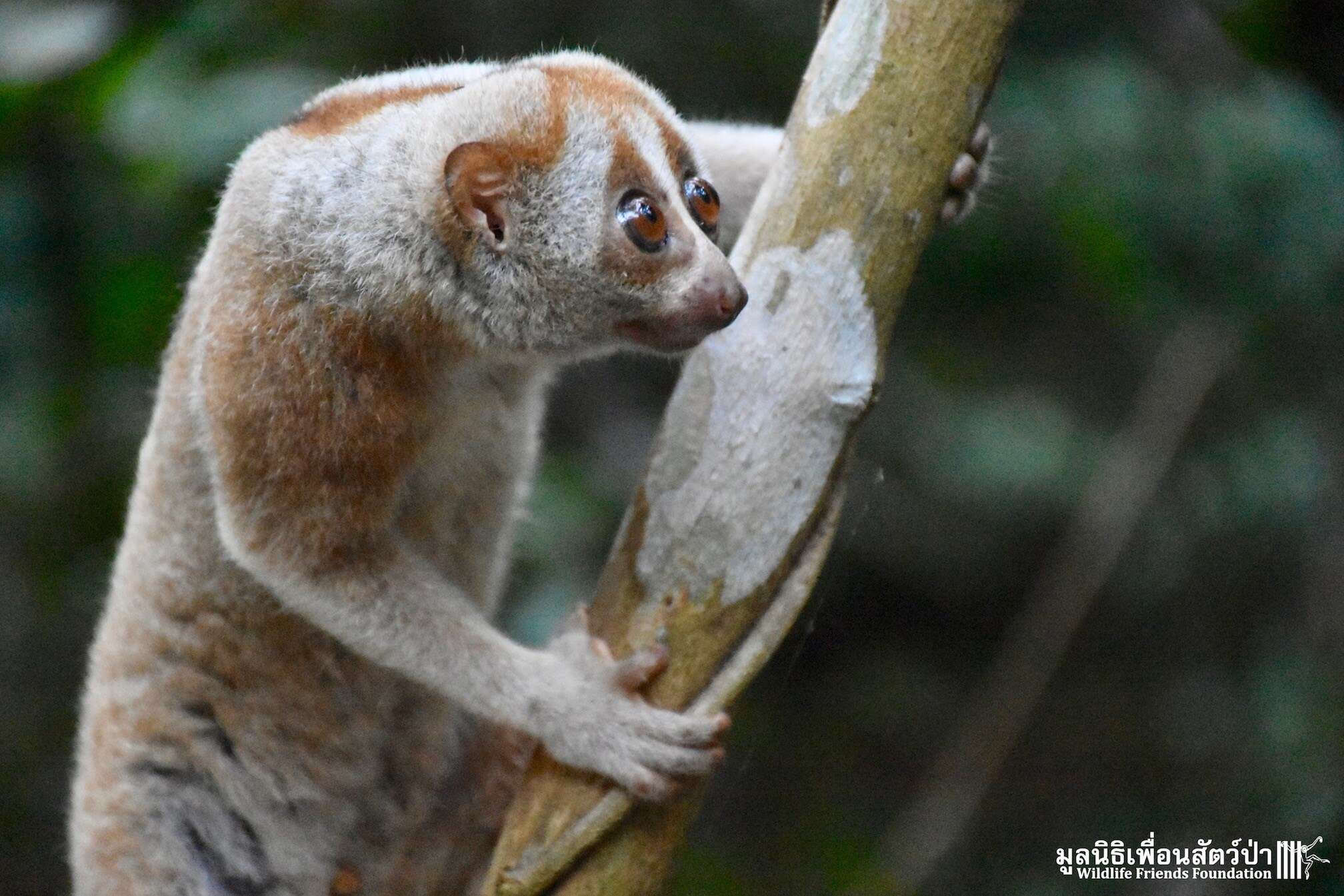 Wild slow loris found in Thailand man's shower