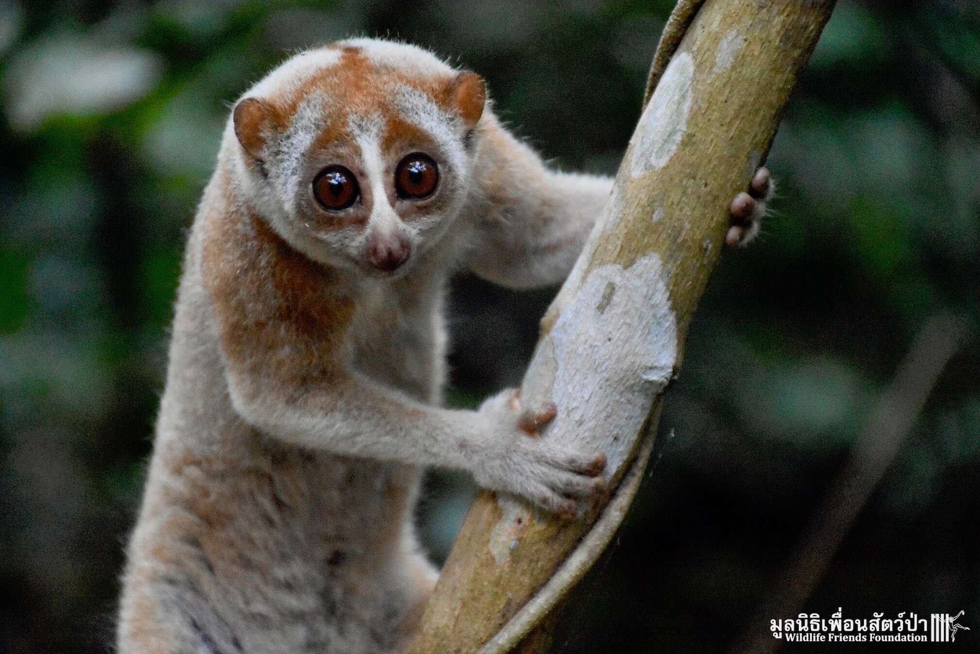 Wild slow loris found in Thailand man's shower