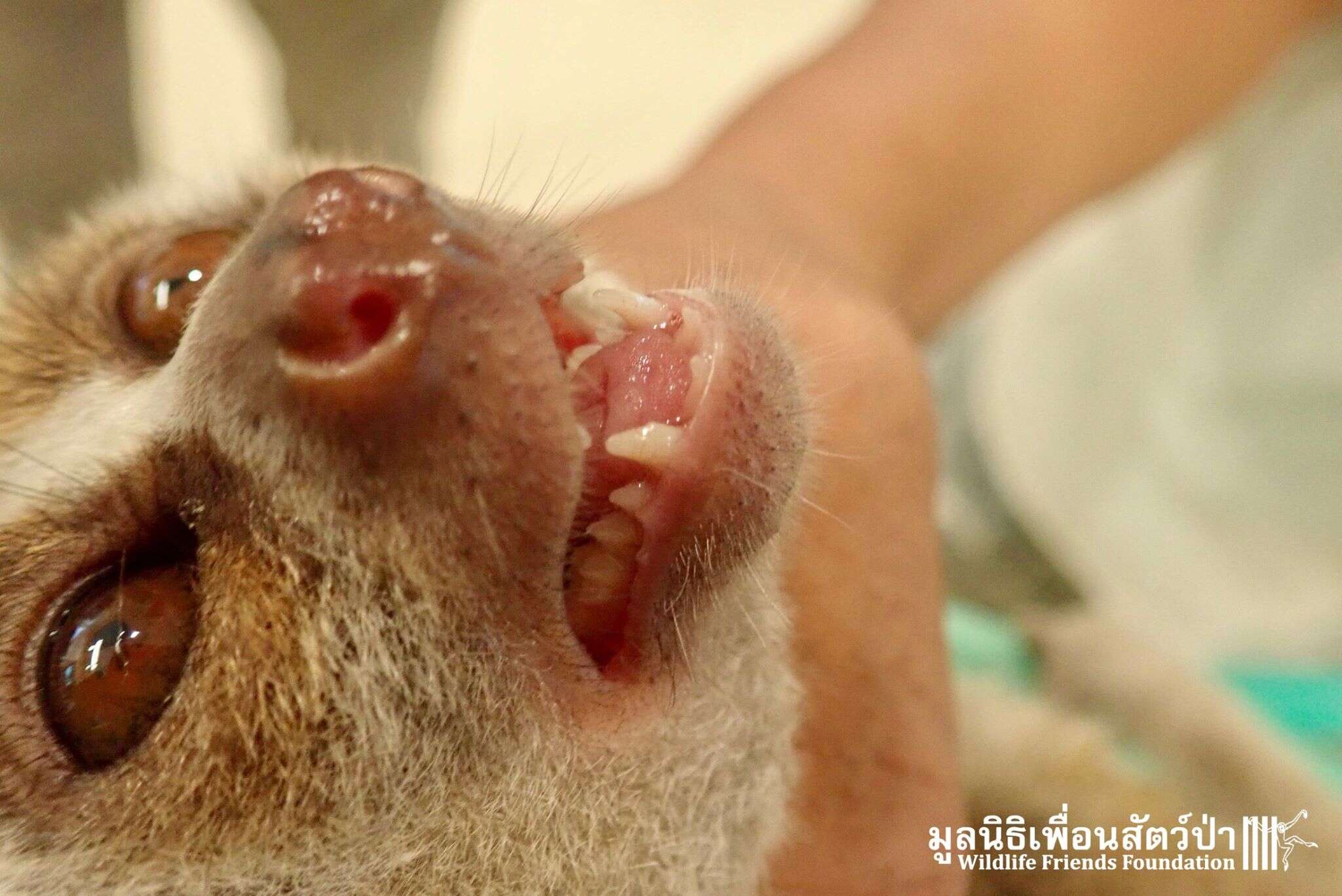 Wild slow loris found in Thailand man's shower