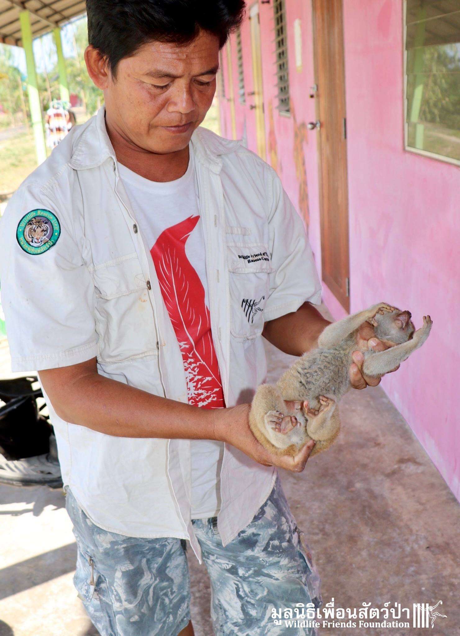 Wild slow loris found in Thailand man's shower