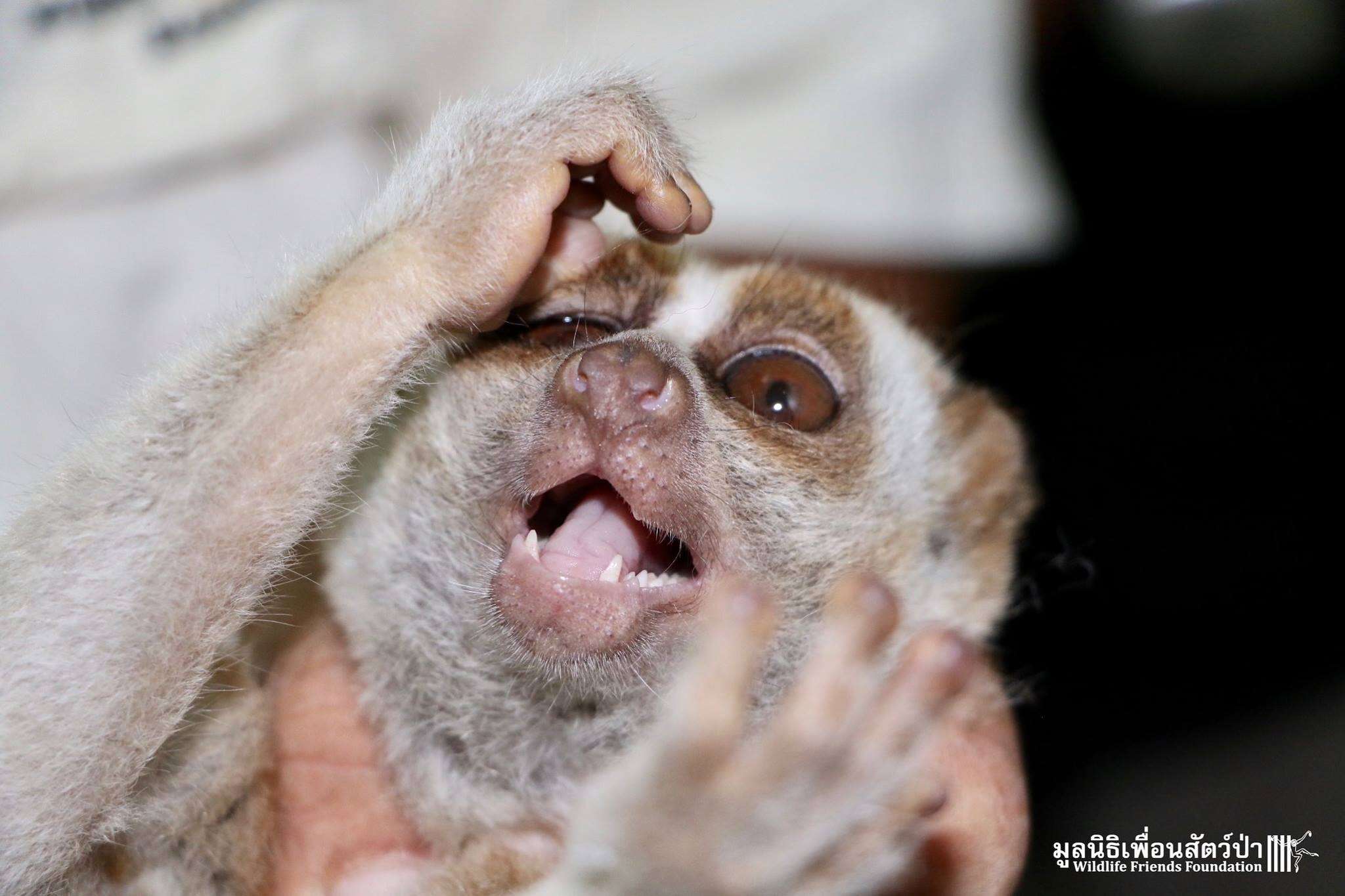 Wild slow loris found in Thailand man's shower