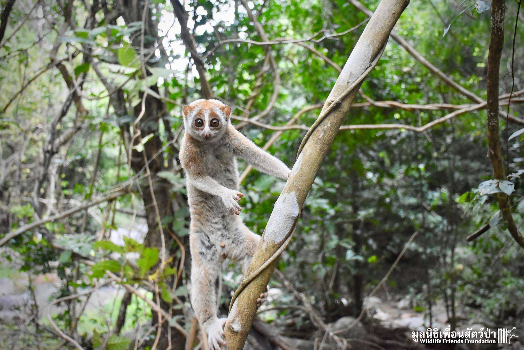 Wild slow loris found in Thailand man's shower