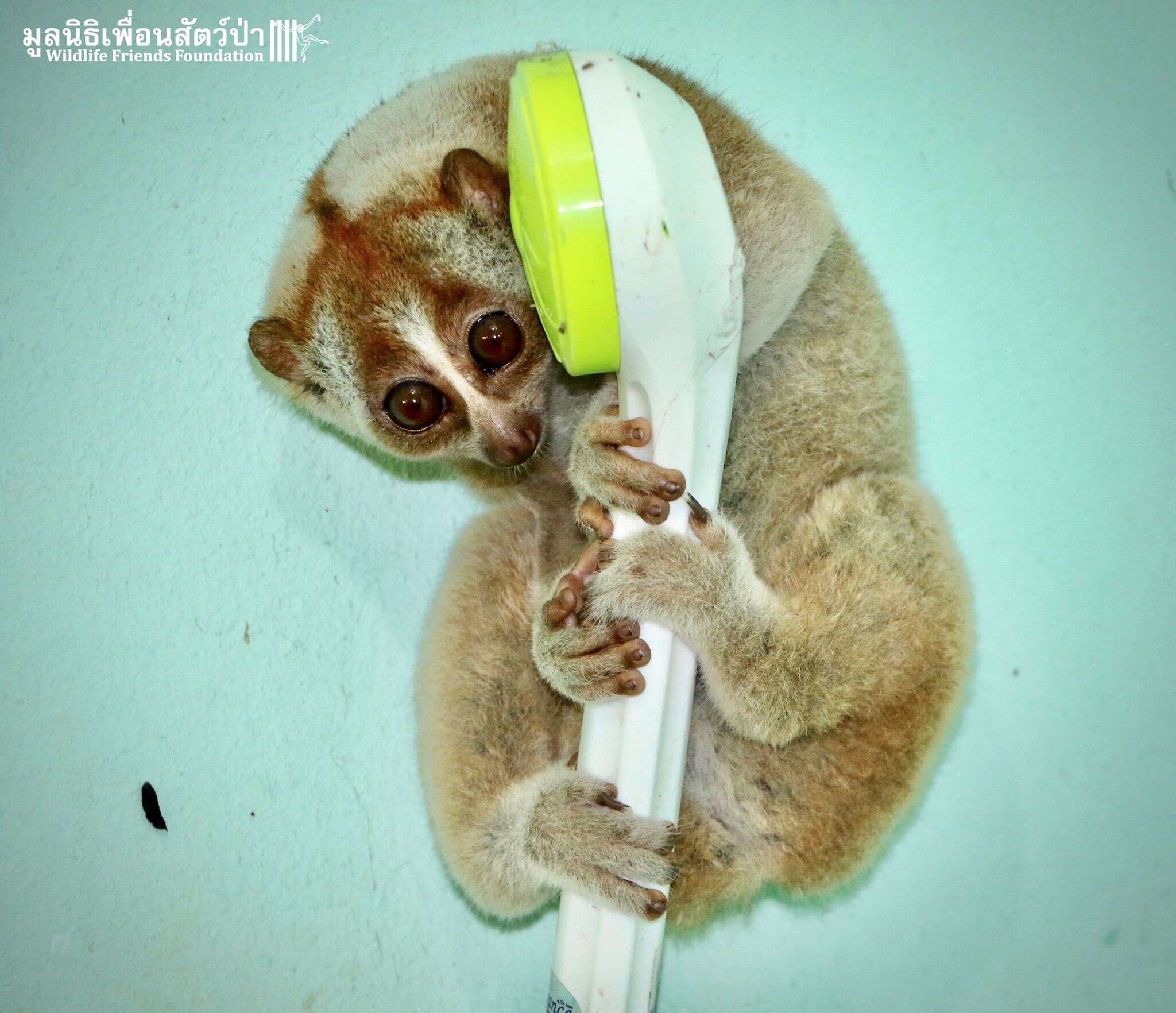 Wild slow loris found in Thailand man's shower