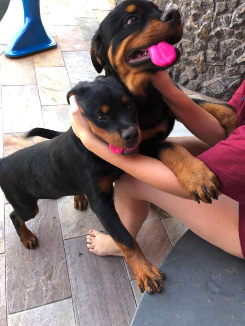 What Is A Pink Papered Rottweiler