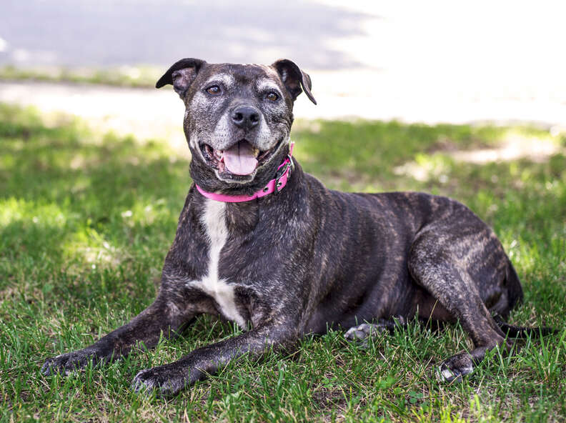 11-year-old pit bull saved from shelter