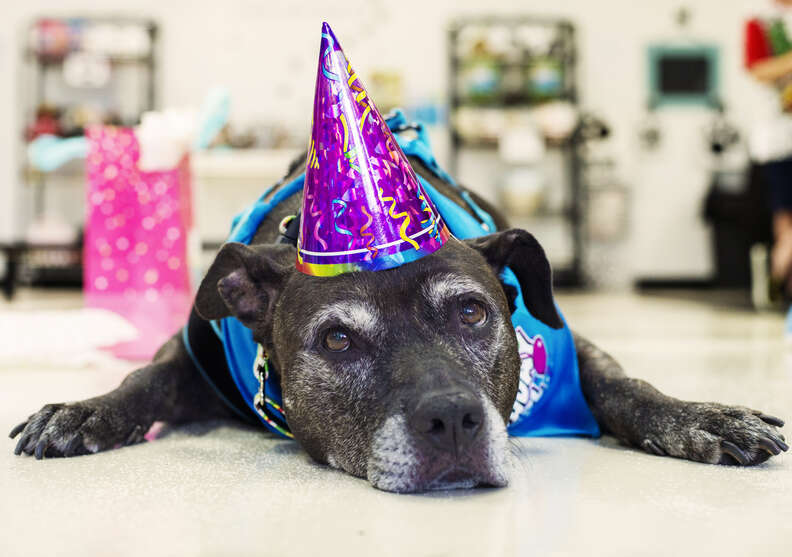 Senior pit bull saved from shelter