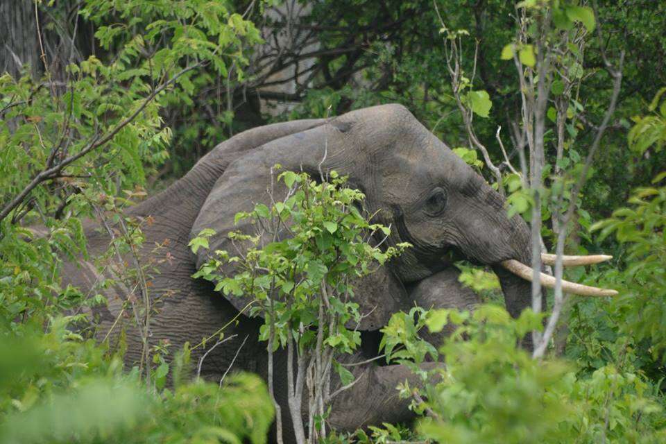 Mother elephant standing up 