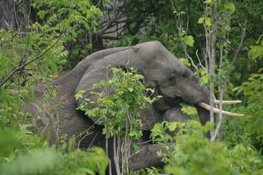 Mother elephant standing up