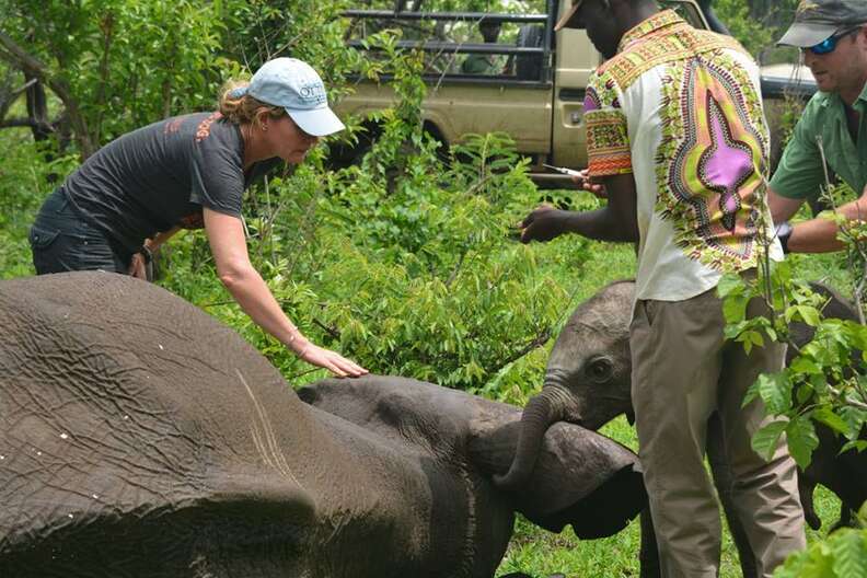 Baby elephant touching mom