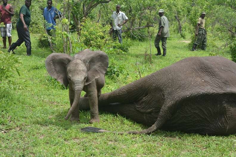 Baby elephant standing over sleeping mom
