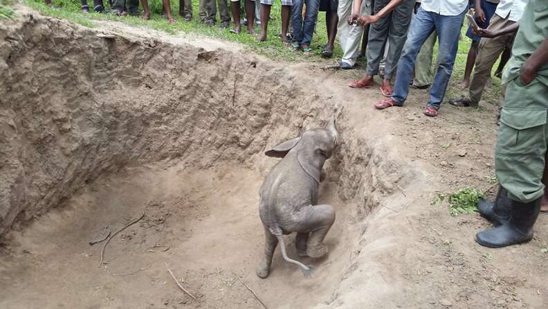 Baby elephant trying to get out of pit
