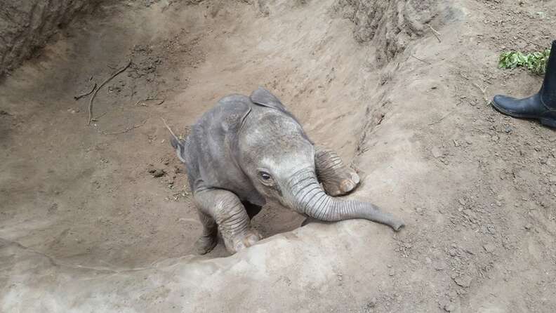 Baby elephant trying to get out of pit