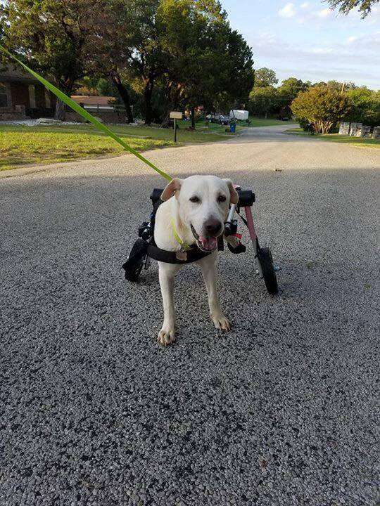 dog in pink wheelchair