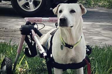 dog in pink wheelchair