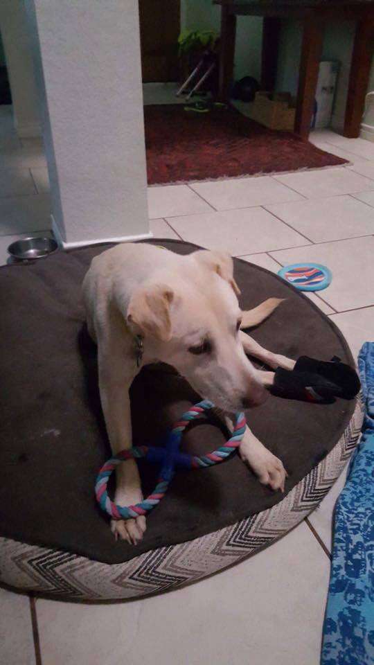 dog sitting on rug