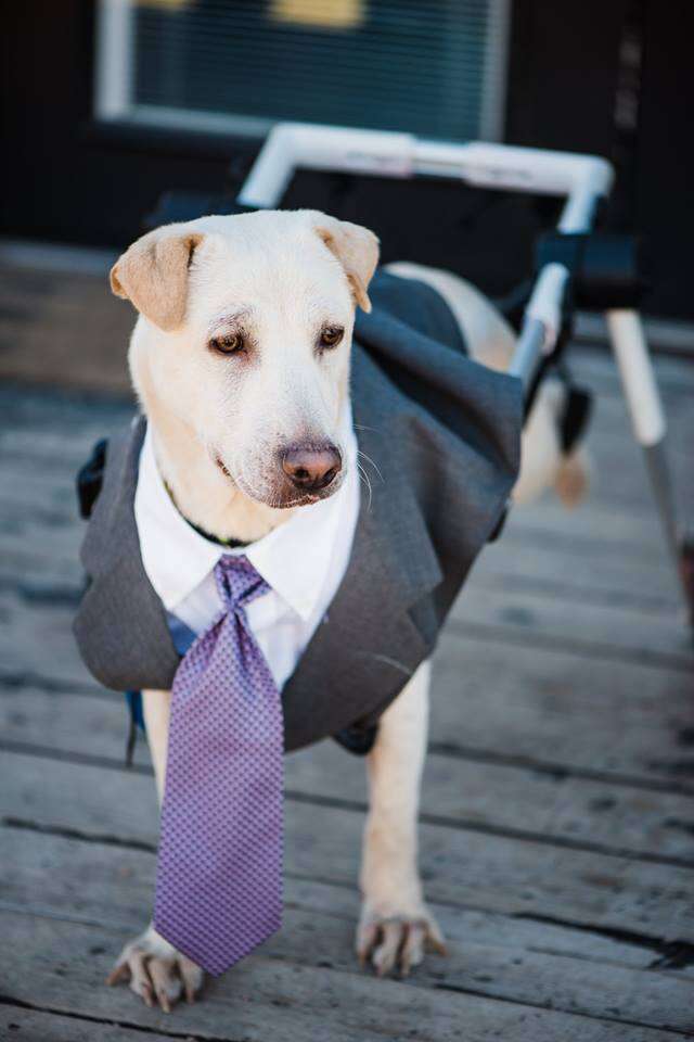 dog in tie at wedding