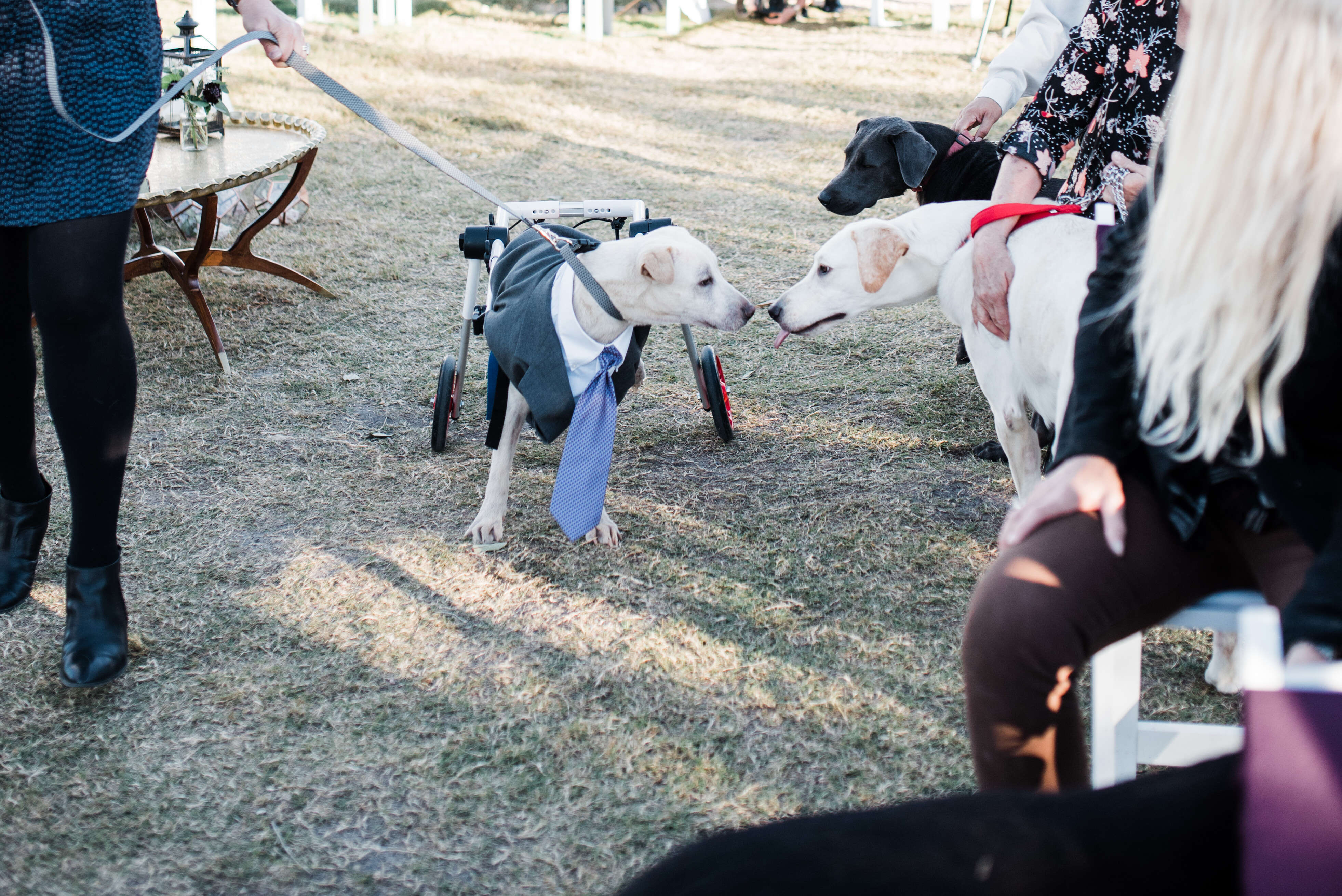 two dogs meeting at wedding