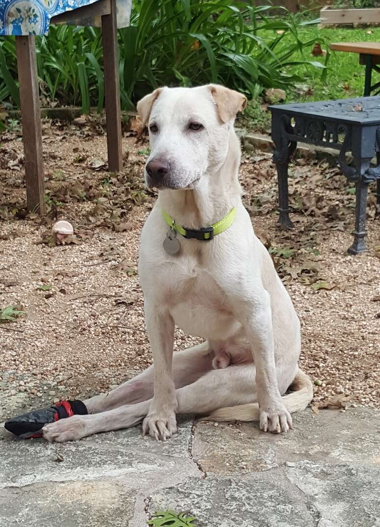 dog sitting on ground