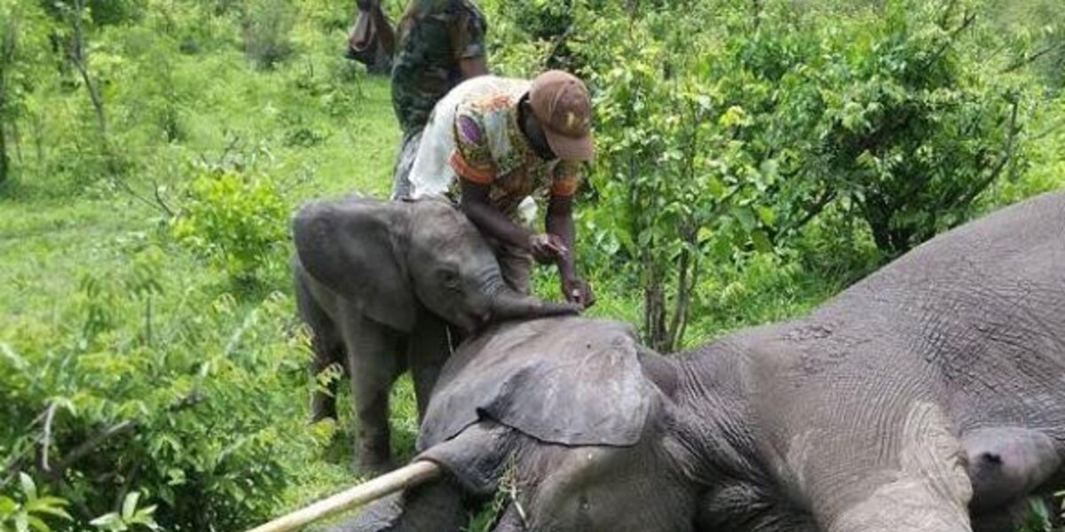 Baby Elephant Helps Wake Up His Mom After She Was Tranquilized - The Dodo