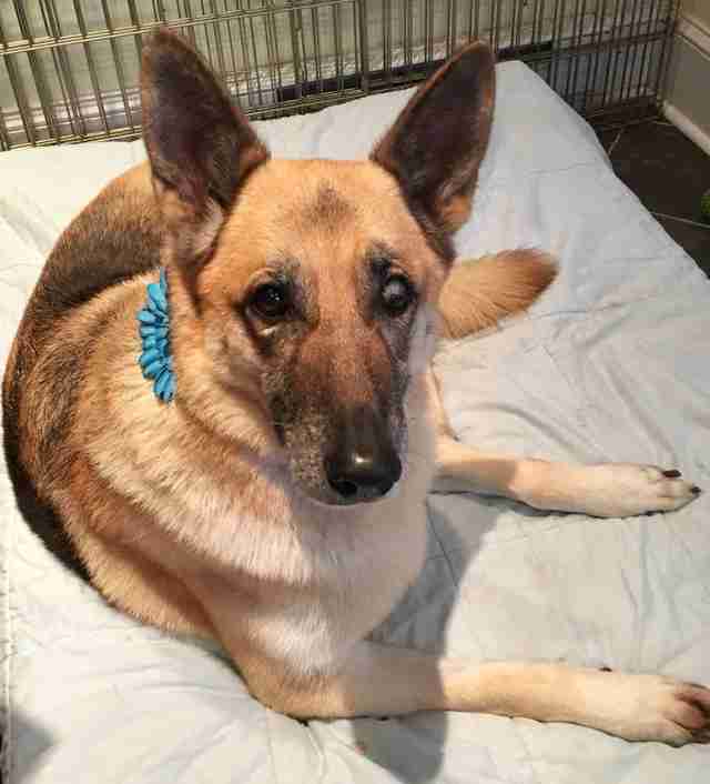 Pennsylvania Town Helps Sick German Shepherd Complete Her ...