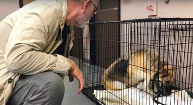 puppy mill rescue victoria