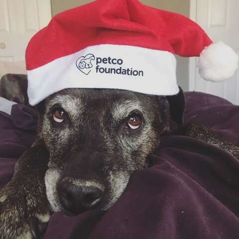 Senior rescue pit bull in Santa hat