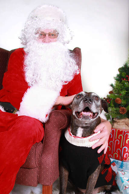 Senior pit bull meets Santa