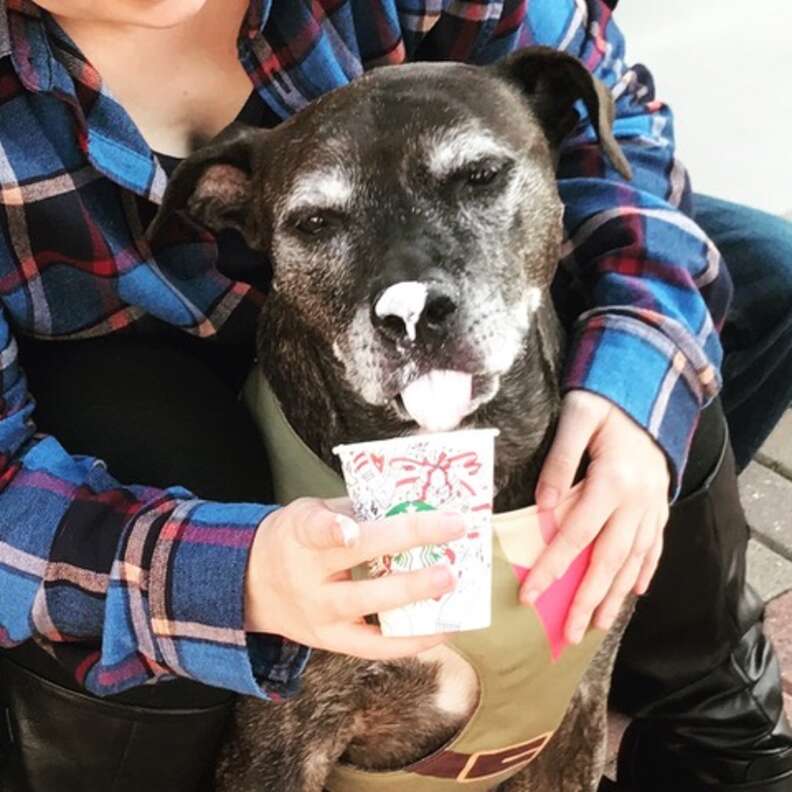 Senior rescue pit bull getting a special treat