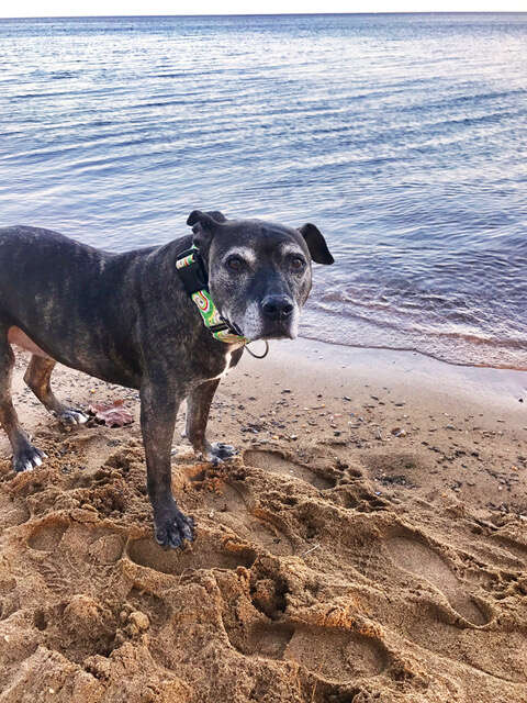 Senior rescue pit bull at the beach