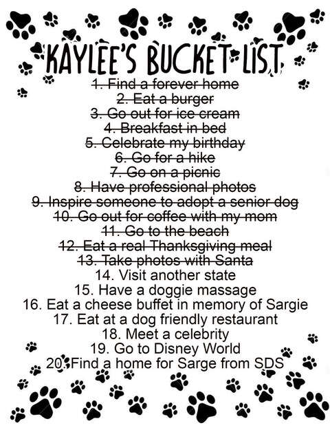 Senior rescue pit bull's bucket list