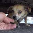 A Microchip Saved This Dog's Life
