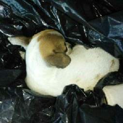 Puppy inside garbage bag