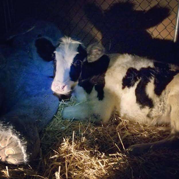 Cow snuggled in hay inside barn