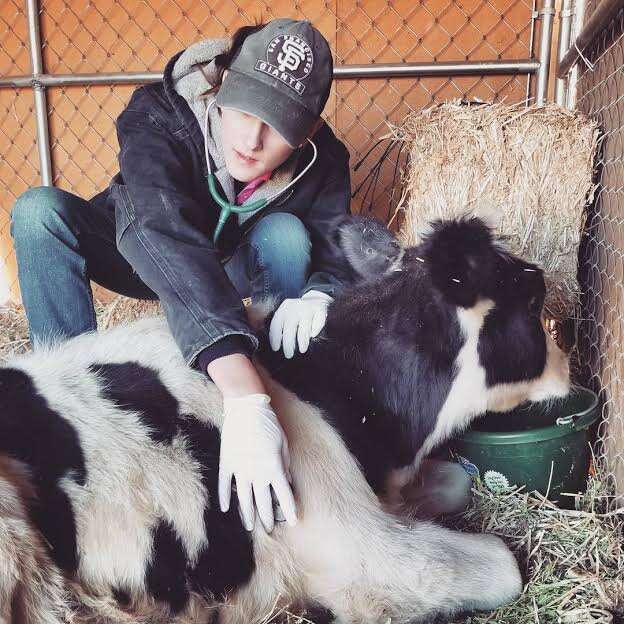 Vet tending to cow at sanctuary