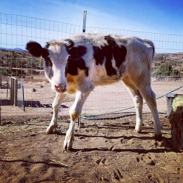 Calf with wobbly legs inside pen