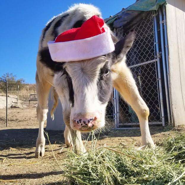 Cow with santa hat on