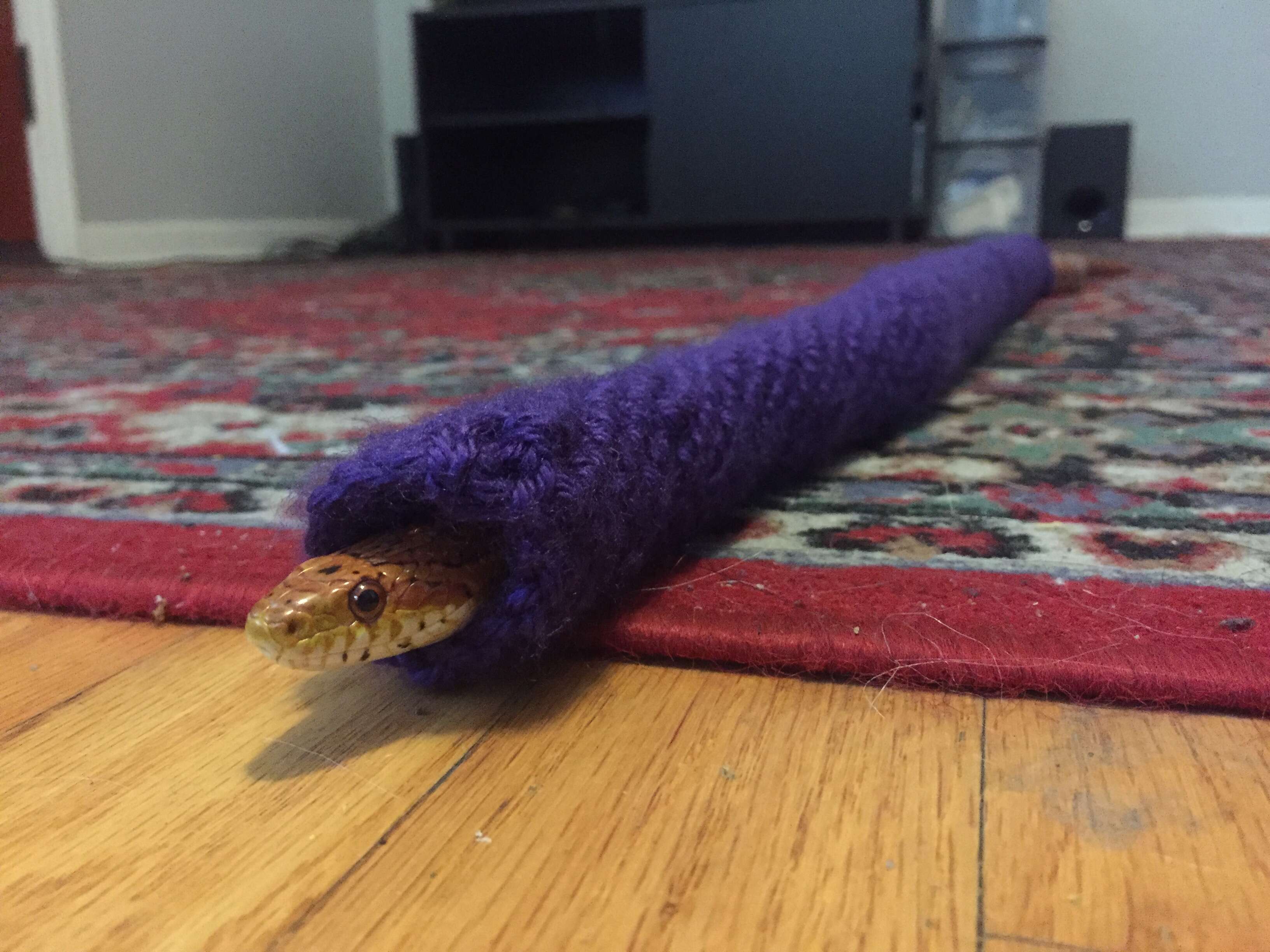 Snake inside of purple sweater