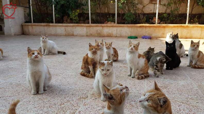 Cats at sanctuary in Syria
