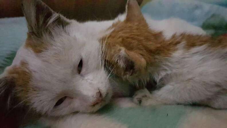 Kitten licking cat on her neck